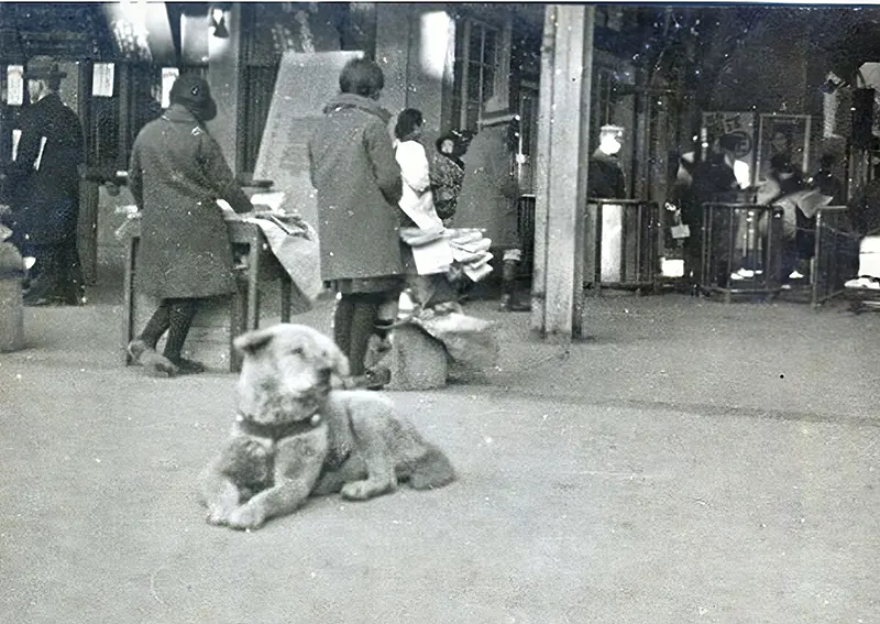 Hachikō in attesa alla stazione di Shibuya, circa 1933